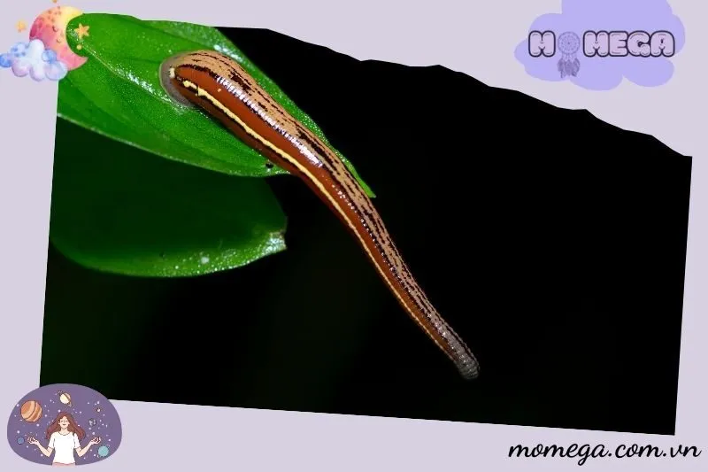 cac-tinh-huong-cu-the-khi-nam-mo-thay-dia-va-y-nghia-cua-tung-giac-mo