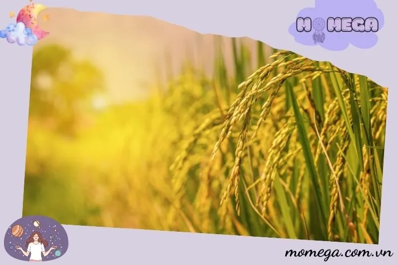 cac-truong-hop-dac-biet-khi-nam-mo-thay-lua-va-y-nghia-cua-tung-giac-mo