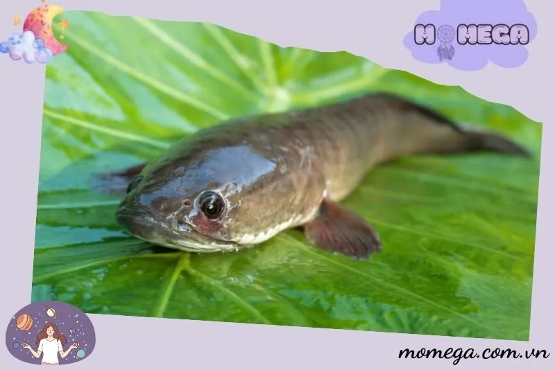 giai-ma-chi-tiet-cac-tinh-huong-khi-nam-mo-thay-ca-loc