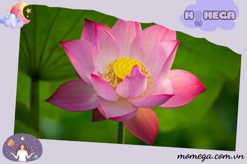 giai-ma-chi-tiet-cac-truong-hop-nam-mo-thay-hoa-sen