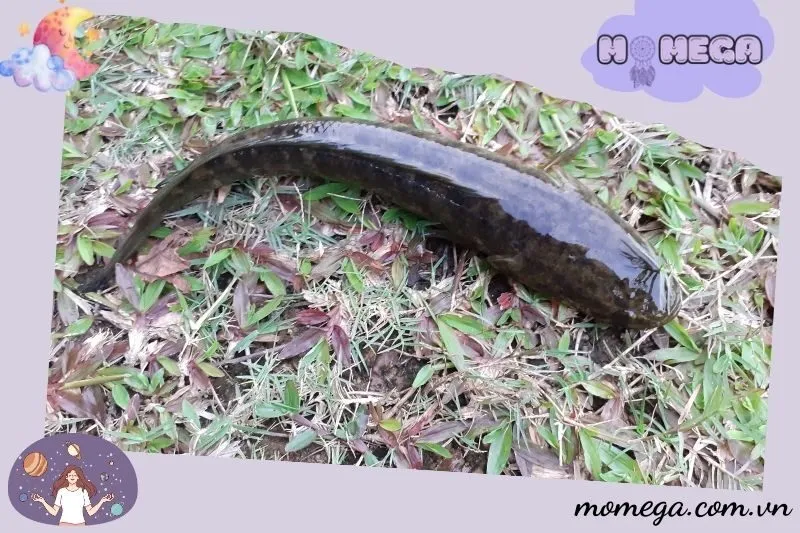 giai-ma-giac-mo-thay-ca-loc-trong-cac-tinh-huong-cu-the