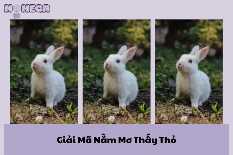 giai-ma-nam-mo-thay-tho-y-nghia-va-diem-bao-tu-loai-tho