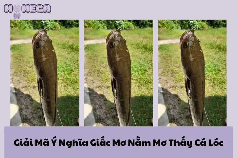 giai-ma-y-nghia-giac-mo-nam-mo-thay-ca-loc-diem-bao-gi