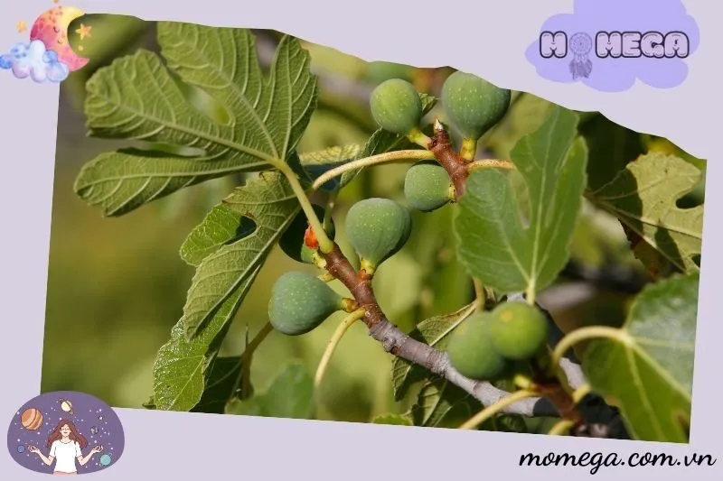 lam-the-nao-de-tan-dung-diem-bao-tu-giac-mo-cay-sung