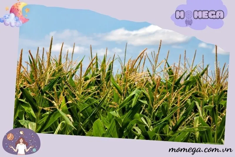 mo-thay-bap-ngo-lien-quan-den-tai-loc-va-tinh-cam