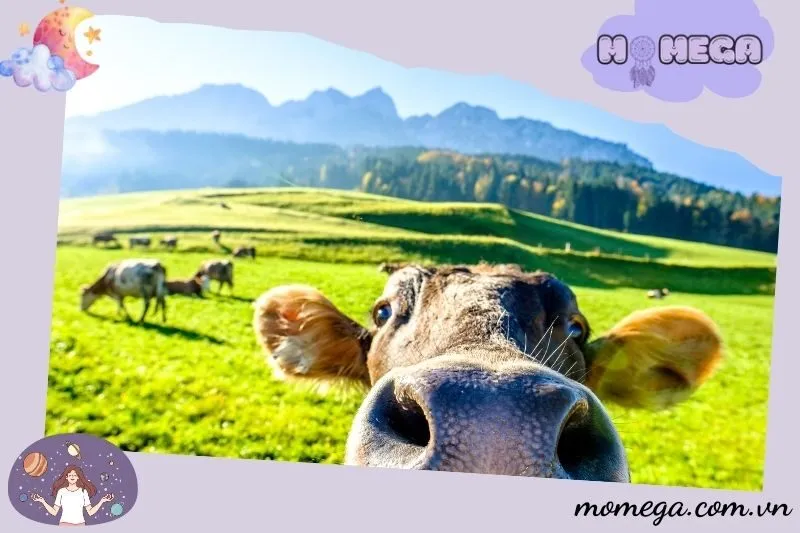 mo-thay-bo-trong-cac-tinh-huong-cu-the-va-y-nghia-cua-chung