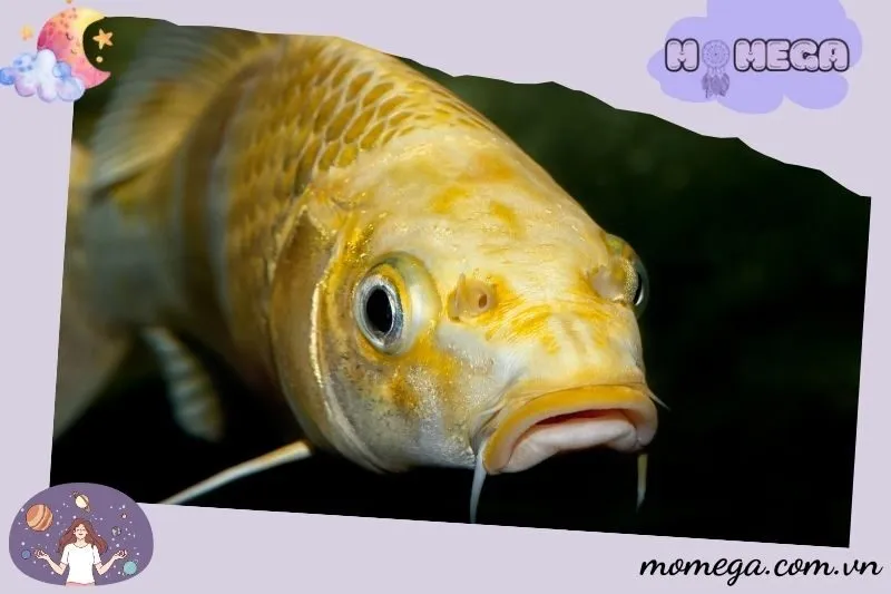 mo-thay-ca-chep-trong-cac-hoat-dong-cu-the-va-y-nghia-cua-tung-tinh-huong