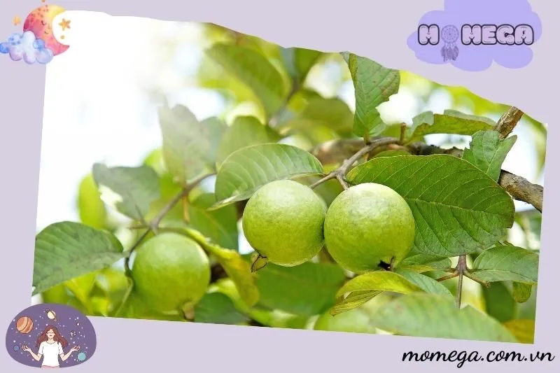 moi-lien-he-giua-giac-mo-thay-trai-oi-va-tinh-trang-cuoc-song-hien-tai