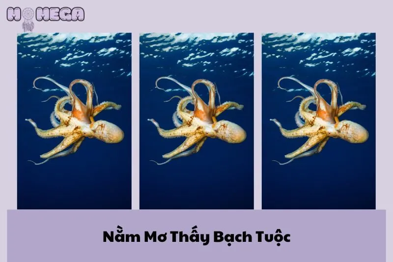 nam-mo-thay-bach-tuoc-diem-bao-va-cac-con-so-may-man-lien-quan