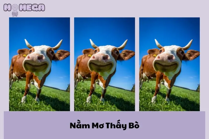 nam-mo-thay-bo-giai-ma-y-nghia-va-con-so-may-man-ban-khong-the-bo-lo