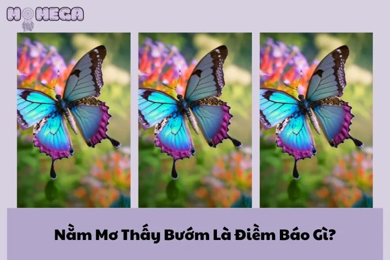 nam-mo-thay-buom-la-diem-bao-gi-giai-ma-chi-tiet-y-nghia