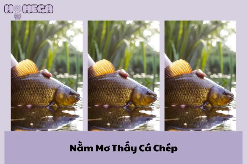 nam-mo-thay-ca-chep-y-nghia-diem-bao-va-nhung-loi-khuyen-can-biet