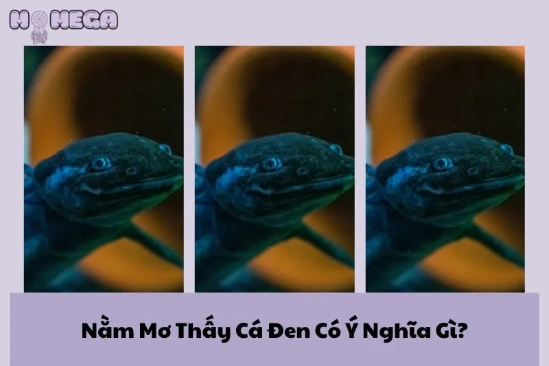 nam-mo-thay-ca-den-co-y-nghia-gi-diem-bao-tot-hay-xau