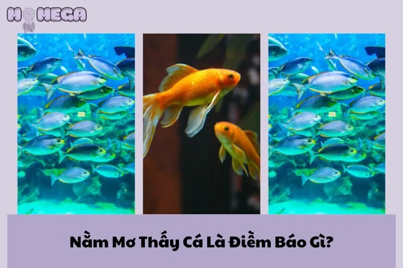 nam-mo-thay-ca-la-diem-bao-gi-kham-pha-y-nghia-va-may-man-tu-giac-mo