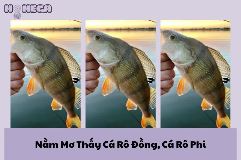 nam-mo-thay-ca-ro-dong-ca-ro-phi-giai-ma-diem-bao-tu-giac-mo