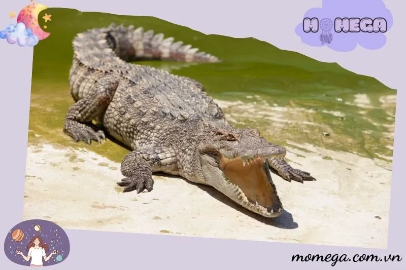 nam-mo-thay-ca-sau-co-phai-la-diem-bao-xau