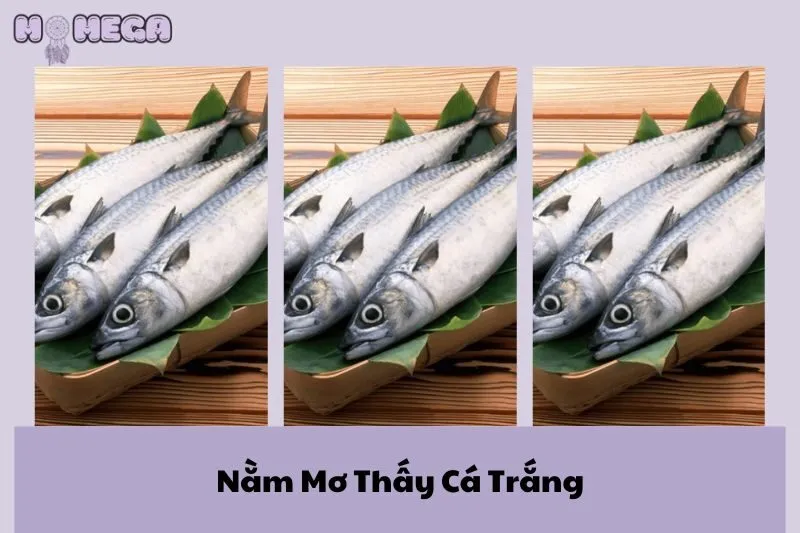 nam-mo-thay-ca-trang-giai-ma-y-nghia-va-diem-bao-chi-tiet