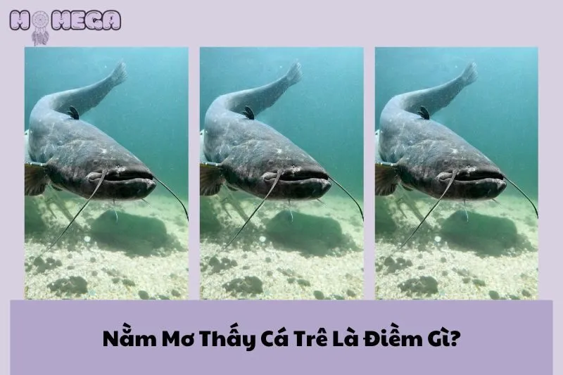 nam-mo-thay-ca-tre-la-diem-gi-giai-ma-y-nghia-va-con-so-may-man