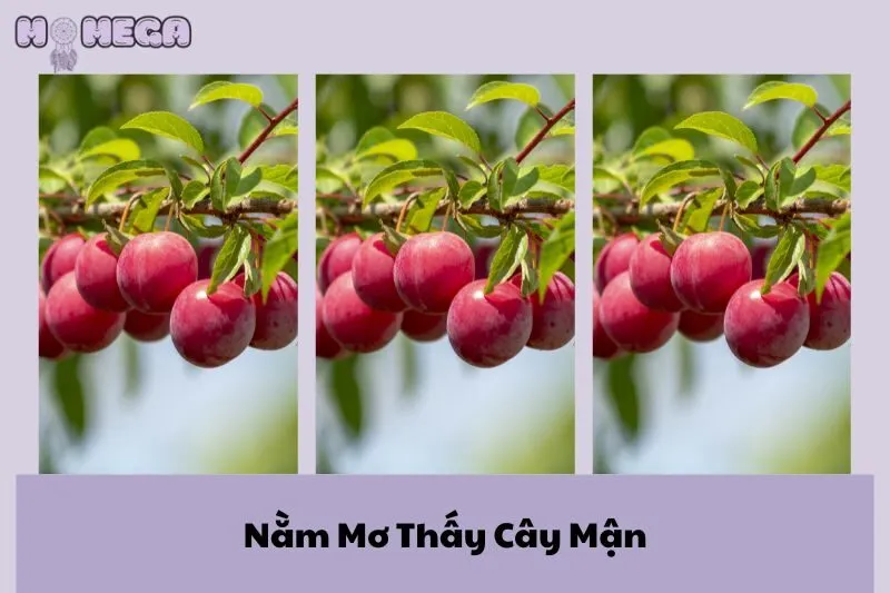 nam-mo-thay-cay-man-giai-ma-y-nghia-va-con-so-may-man