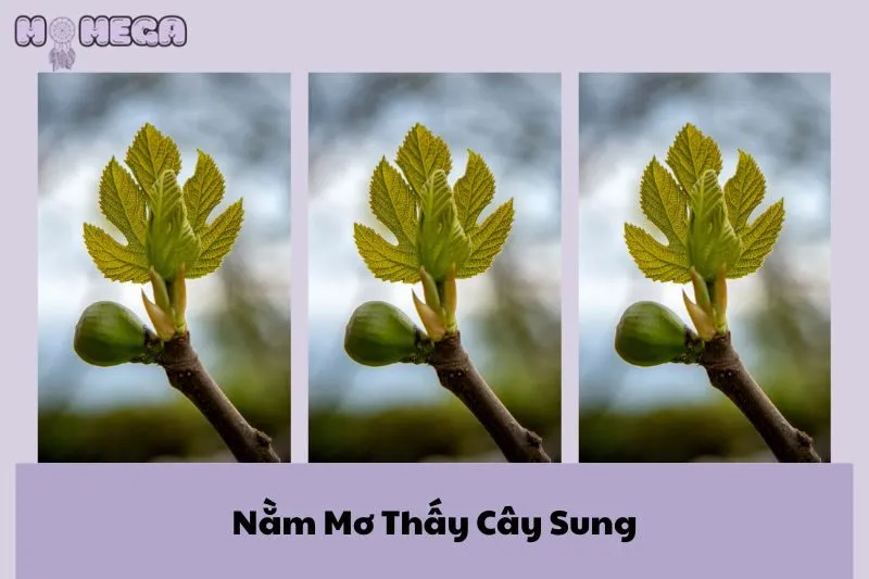nam-mo-thay-cay-sung-giai-ma-y-nghia-va-diem-bao-quan-trong