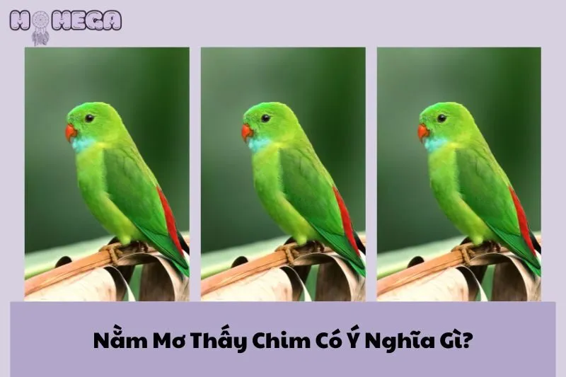 nam-mo-thay-chim-co-y-nghia-gi-giai-ma-chi-tiet-cac-giac-mo-thay-chim