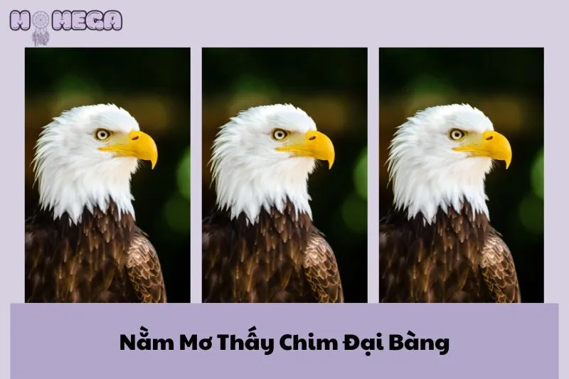 nam-mo-thay-chim-dai-bang-y-nghia-diem-bao-va-con-so-may-man