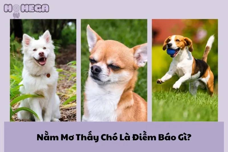 nam-mo-thay-cho-la-diem-bao-gi-giai-ma-chi-tiet-giac-mo-ve-cho