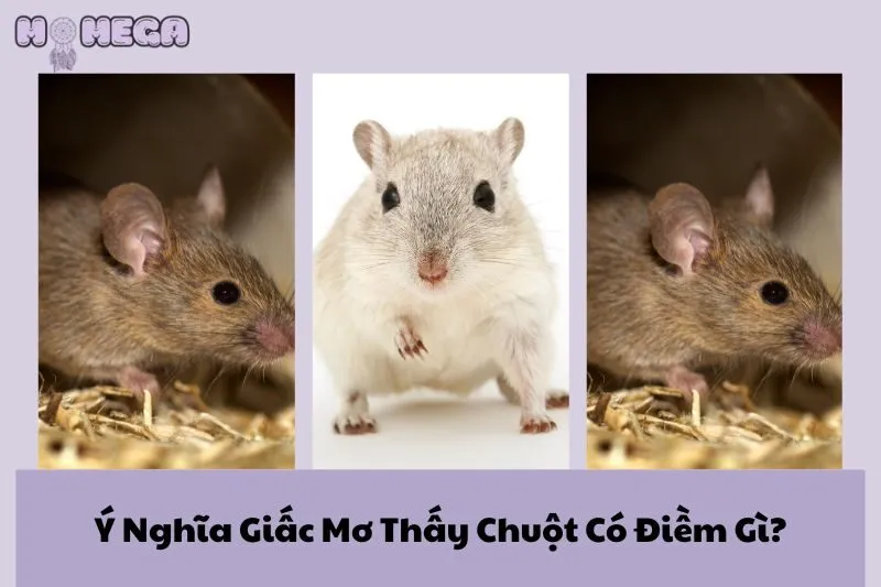 nam-mo-thay-chuot-y-nghia-giac-mo-thay-chuot-co-diem-gi