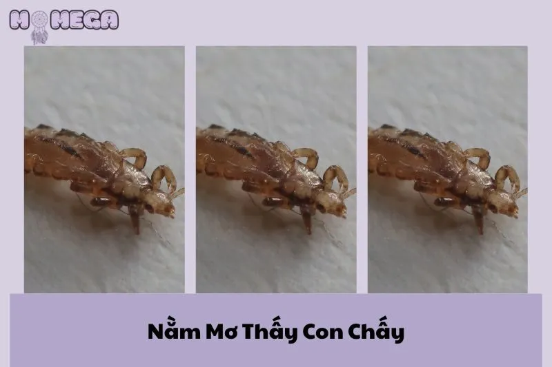 nam-mo-thay-con-chay-giai-ma-y-nghia-diem-tot-hay-xau
