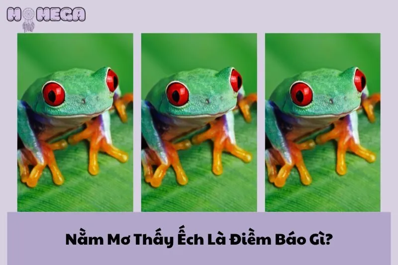 nam-mo-thay-ech-la-diem-bao-gi-giai-ma-y-nghia-chi-tiet