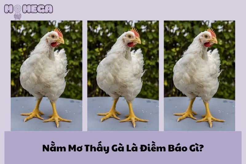 nam-mo-thay-ga-la-diem-bao-gi-kham-pha-y-nghia-va-con-so-may-man