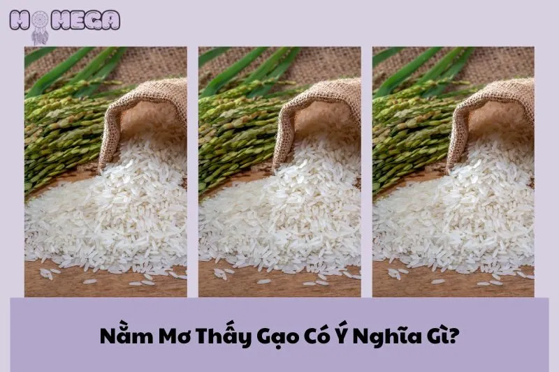 nam-mo-thay-gao-co-y-nghia-gi-giai-ma-chi-tiet-diem-bao