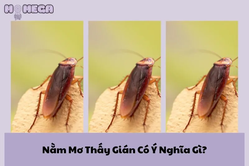 nam-mo-thay-gian-co-y-nghia-gi-giai-ma-chi-tiet-giac-mo