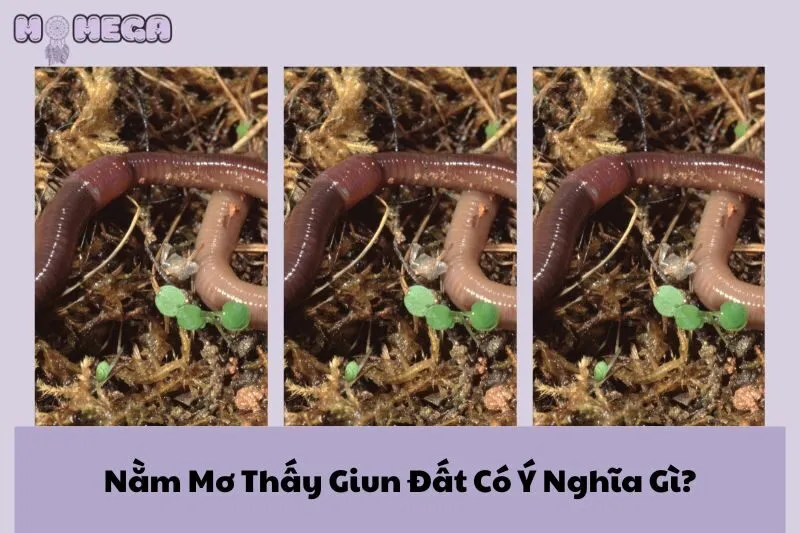 nam-mo-thay-giun-dat-co-y-nghia-gi-tim-hieu-ngay-voi-momega