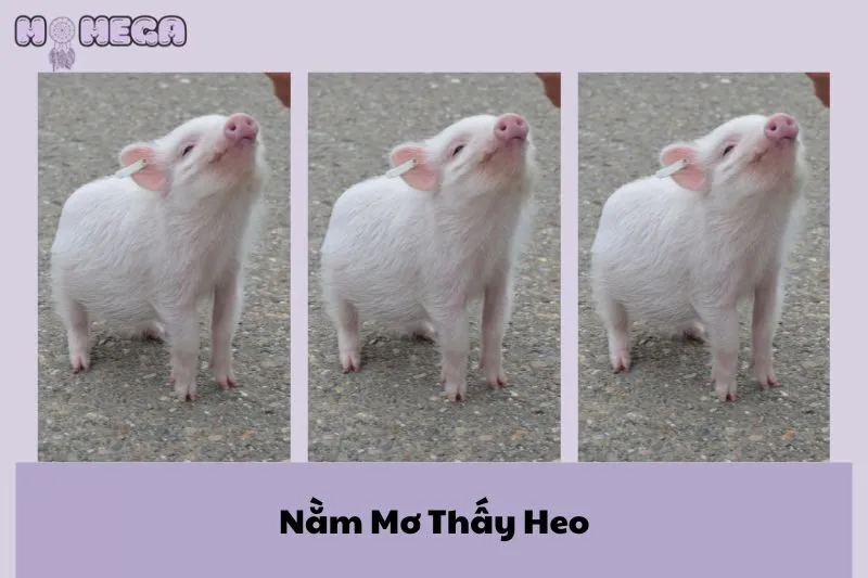 nam-mo-thay-heo-giai-ma-diem-bao-may-man-va-nhung-con-so-than-tai
