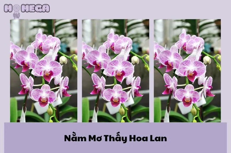 nam-mo-thay-hoa-lan-giai-ma-y-nghia-cac-mau-sac-va-diem-bao