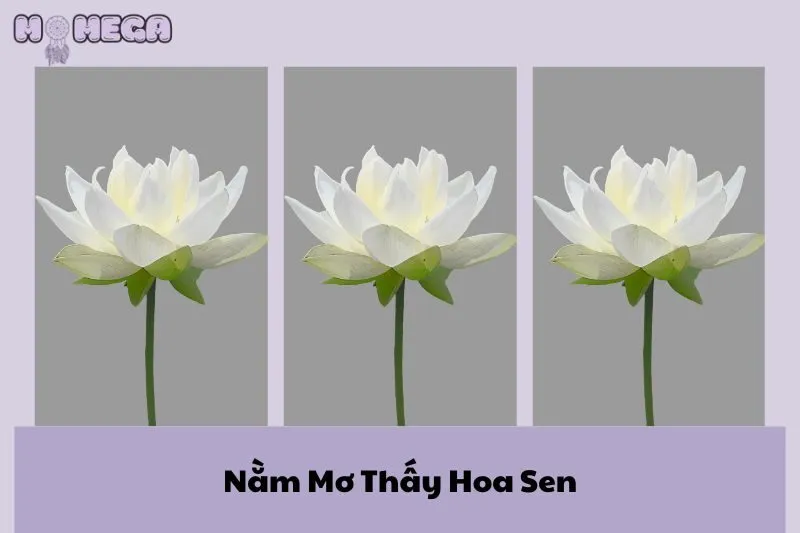 nam-mo-thay-hoa-sen-y-nghia-va-diem-bao-giac-mo-cuc-ky-thu-vi