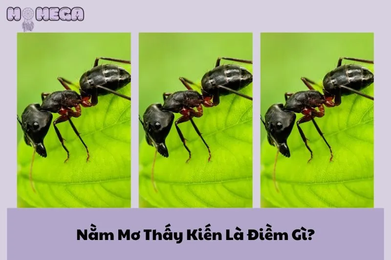 nam-mo-thay-kien-la-diem-gi-giai-ma-giac-mo-va-con-so-may-man