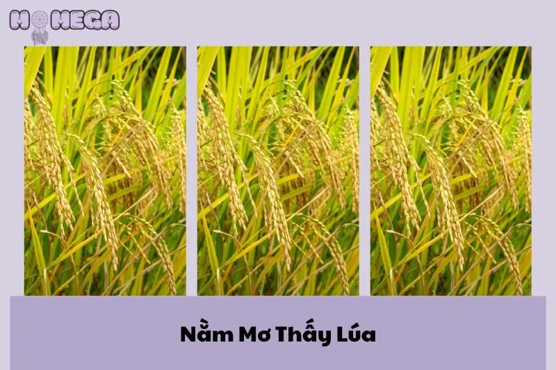 nam-mo-thay-lua-giai-ma-diem-bao-tai-loc-may-man