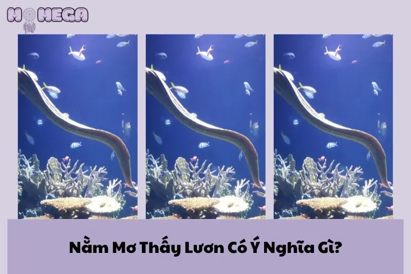 nam-mo-thay-luon-co-y-nghia-gi-giai-ma-chi-tiet-diem-bao-tot-xau