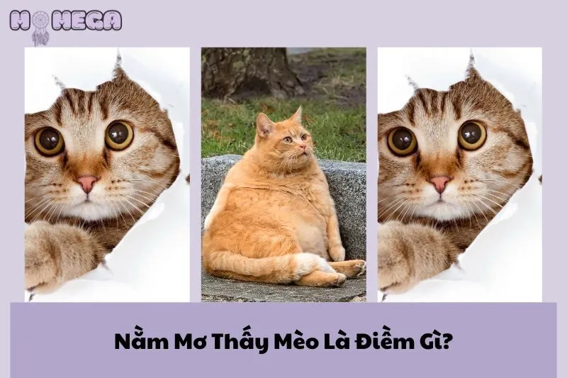 nam-mo-thay-meo-la-diem-gi-giai-ma-y-nghia-giac-mo-thay-meo
