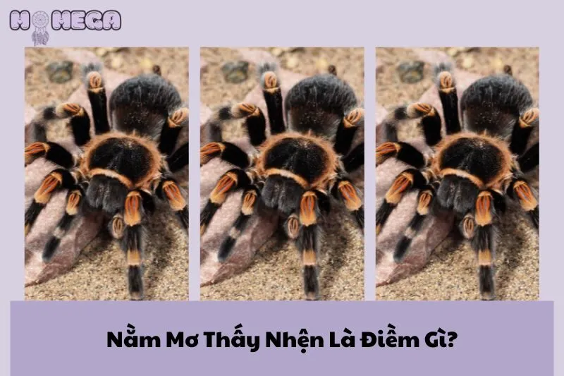 nam-mo-thay-nhen-la-diem-gi-giai-ma-y-nghia-va-con-so-may-man