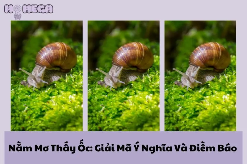 nam-mo-thay-oc-giai-ma-y-nghia-va-diem-bao-thu-vi