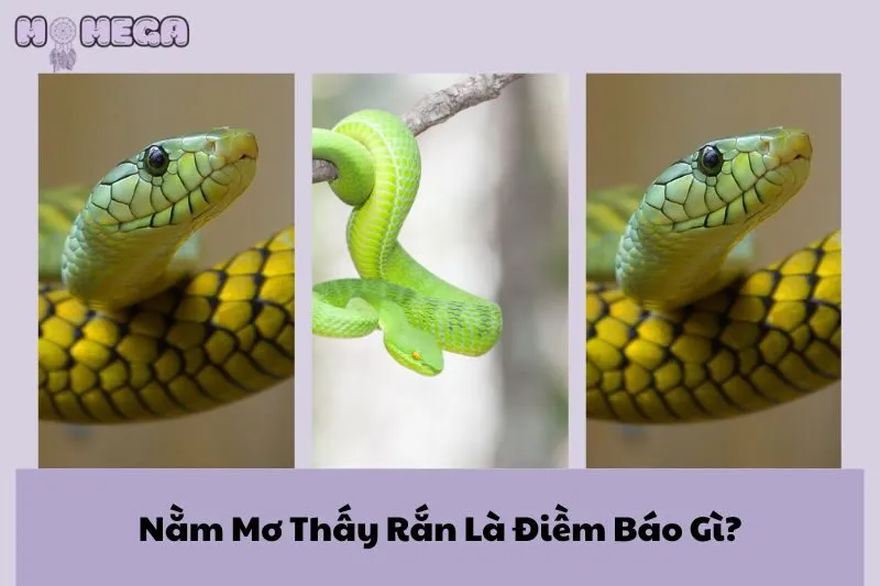 nam-mo-thay-ran-la-diem-bao-gi-giai-ma-chi-tiet-cac-tinh-huong