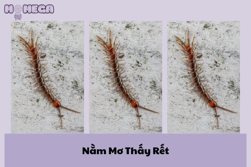 nam-mo-thay-ret-y-nghia-diem-bao-va-cach-giai-ma-giac-mo