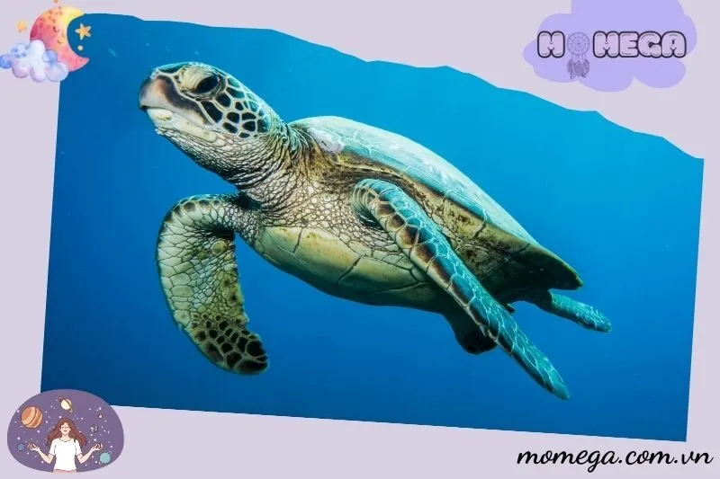 nam-mo-thay-rua-co-phai-la-diem-bao-may-man-hay-khong