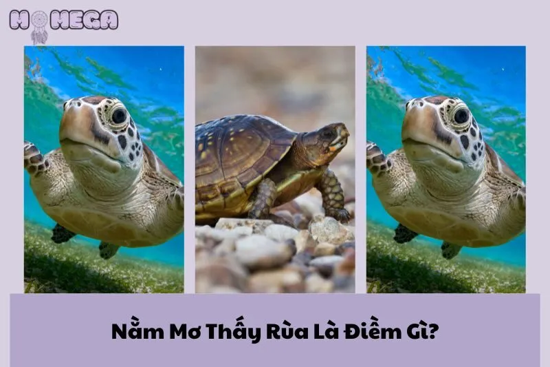 nam-mo-thay-rua-la-diem-gi-kham-pha-y-nghia-va-du-bao-may-man
