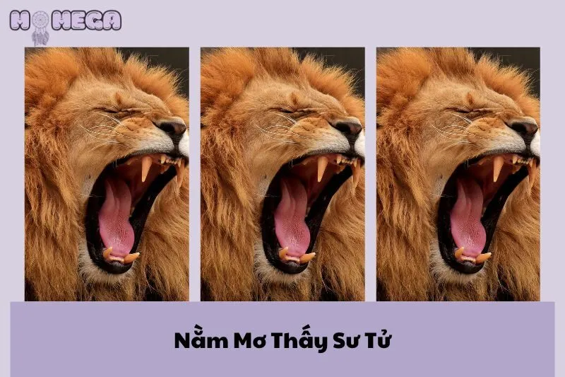 nam-mo-thay-su-tu-giai-ma-diem-bao-y-nghia-va-con-so-may-man