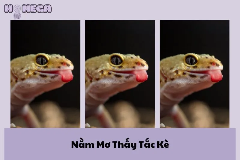 nam-mo-thay-tac-ke-giai-ma-diem-bao-va-con-so-may-man