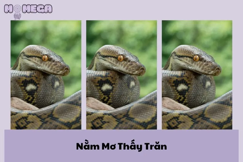 nam-mo-thay-tran-y-nghia-va-diem-bao-tot-xau-tu-giac-mo